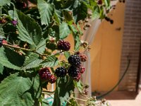 Vakantie Italie 2014 - Le Marche  La Casetta : Agriturismo, Italië, La Casetta, Marche